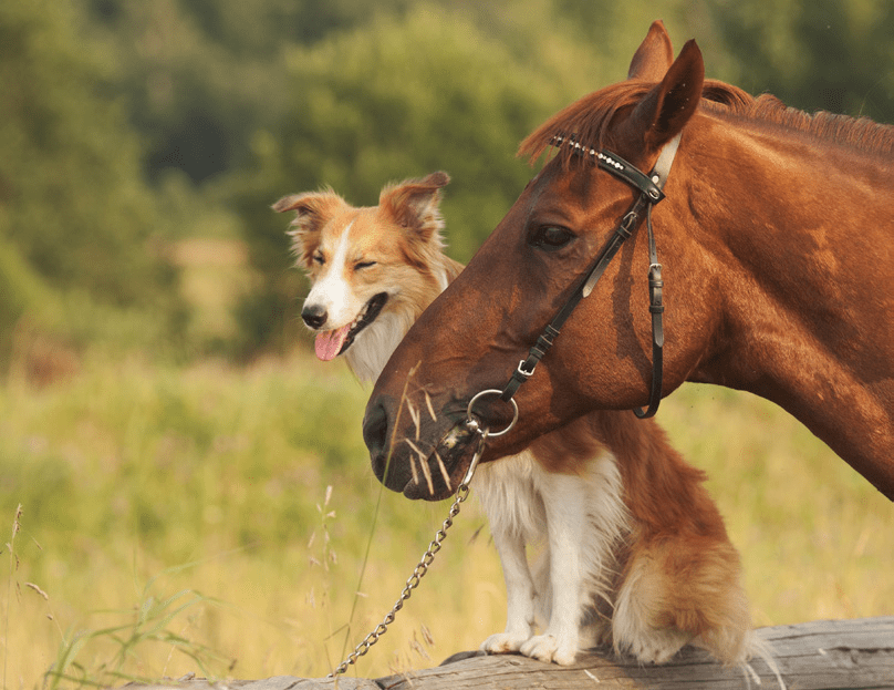 Pferd und Hund SCHRÖMBGENS + STEPHAN GmbH